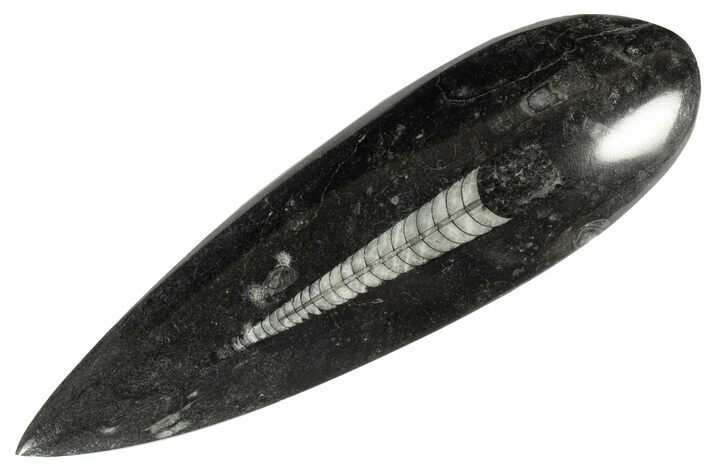 Polished Fossil Orthoceras (Cephalopod) - Morocco #182071
